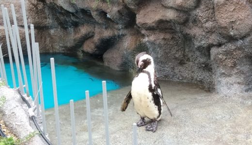サンシャイン水族館でペンギンを堪能する方法、雨でも会えるの？