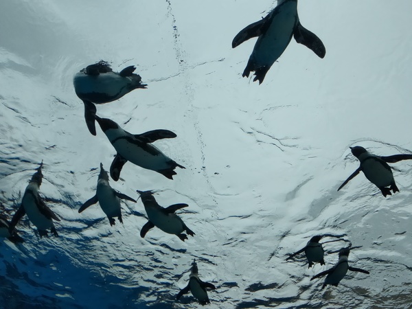 サンシャイン水族館でペンギンを堪能する方法 雨でも会えるの コツブロ